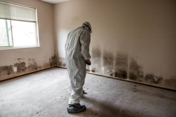 Best Black Mold Removal  in Paducah, TX